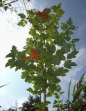 Viburnum opulus. Ветвь с незрелыми плодами. Курская обл., г. Железногорск, лесопарковая зона. 1 августа 2007 г.