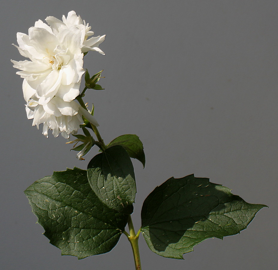 Image of Philadelphus × virginalis specimen.