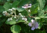 Rubus sanctus