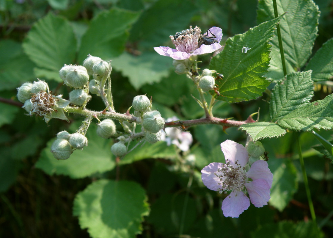 Изображение особи Rubus sanctus.
