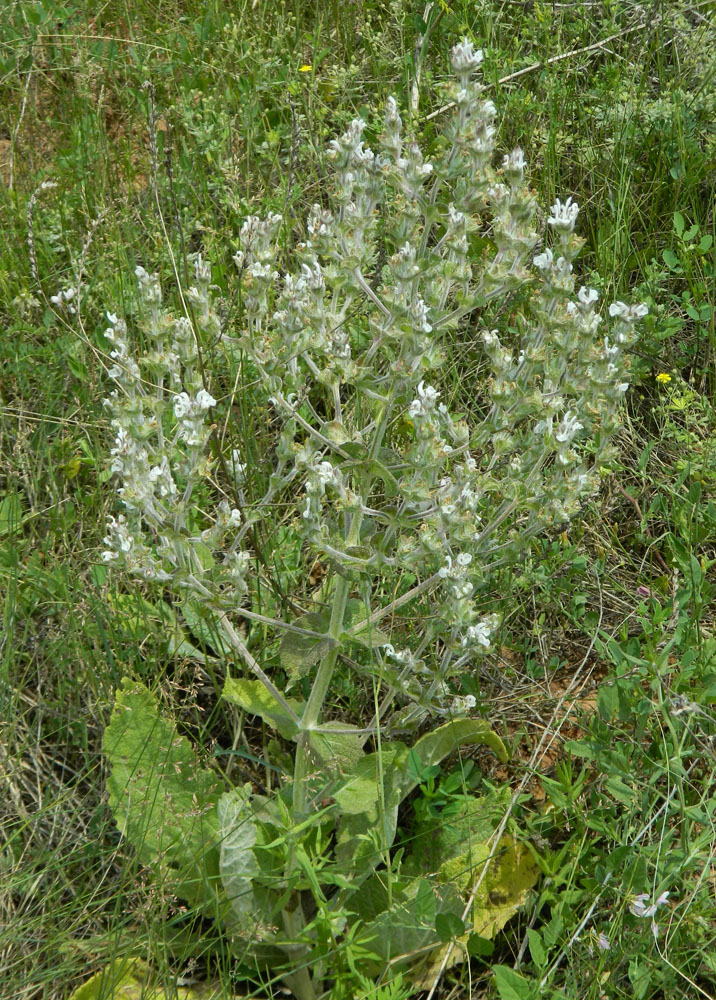 Изображение особи Salvia aethiopis.