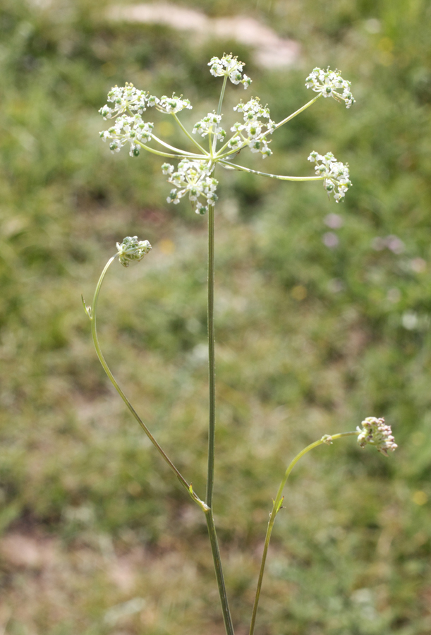 Изображение особи Aulacospermum simplex.