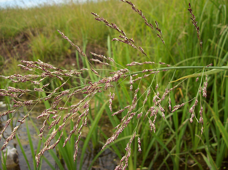 Image of Glyceria maxima specimen.
