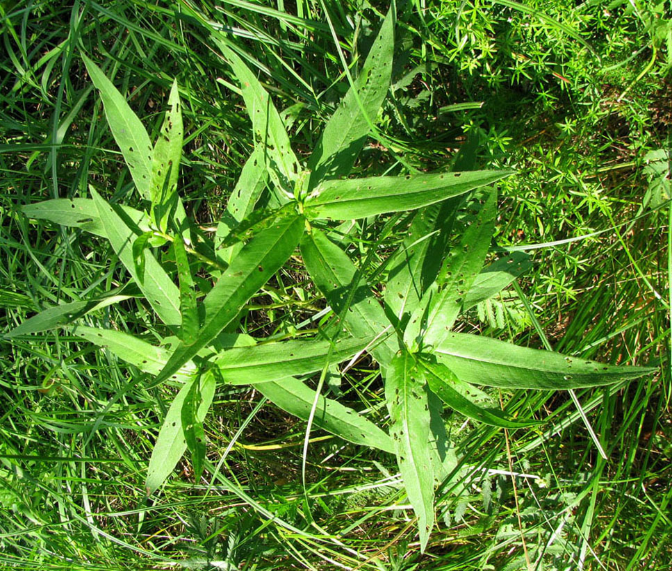 Image of Persicaria amphibia specimen.