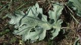 Crambe maritima