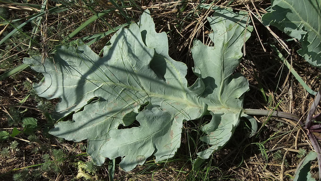 Изображение особи Crambe maritima.