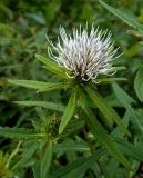 Cirsium coryletorum. Соцветие. Приморский край, г. Находка. 25.08.2012.