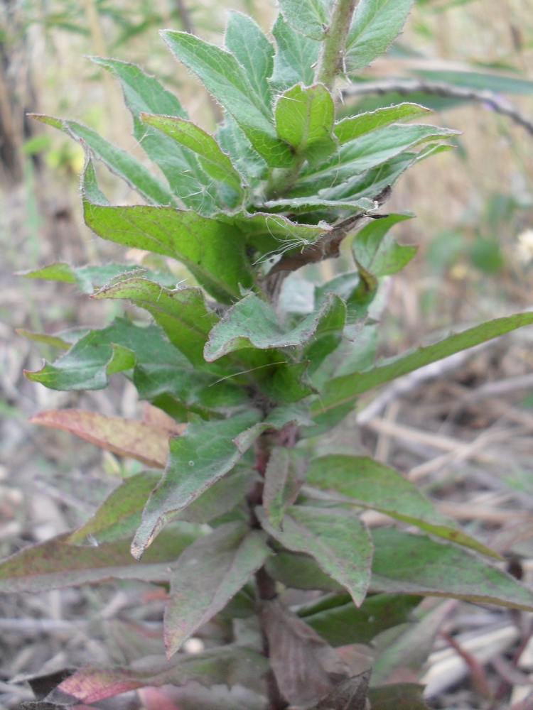 Image of Hieracium virosum specimen.