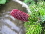 Picea ajanensis