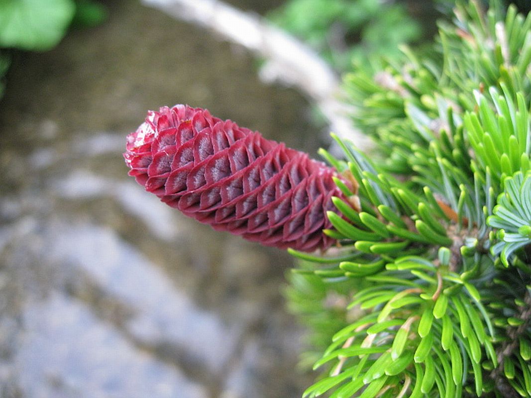 Изображение особи Picea ajanensis.