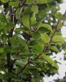 Fagus sylvatica. Часть ветви ('Rotundifolia'). Нидерланды, г. Venlo, \"Floriada 2012\". 11.09.2012.