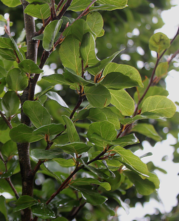 Image of Fagus sylvatica specimen.