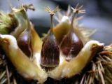 Castanea sativa