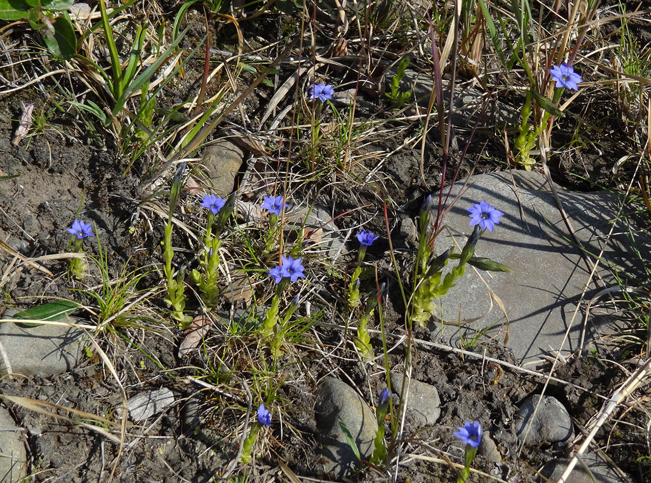 Image of Gentiana prostrata specimen.
