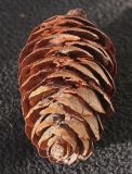 Picea omorika. Шишка (вид сверху). Германия, г. Кемпен, автостоянка. 12.09.2012.