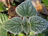 Urtica dioica. Верхушка побега в инее. Коми, г. Сыктывкар, окраина. 03.10.2012.