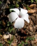 Linum milletii