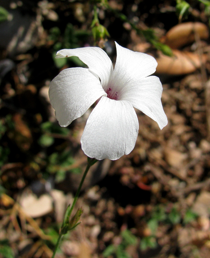 Image of Linum milletii specimen.