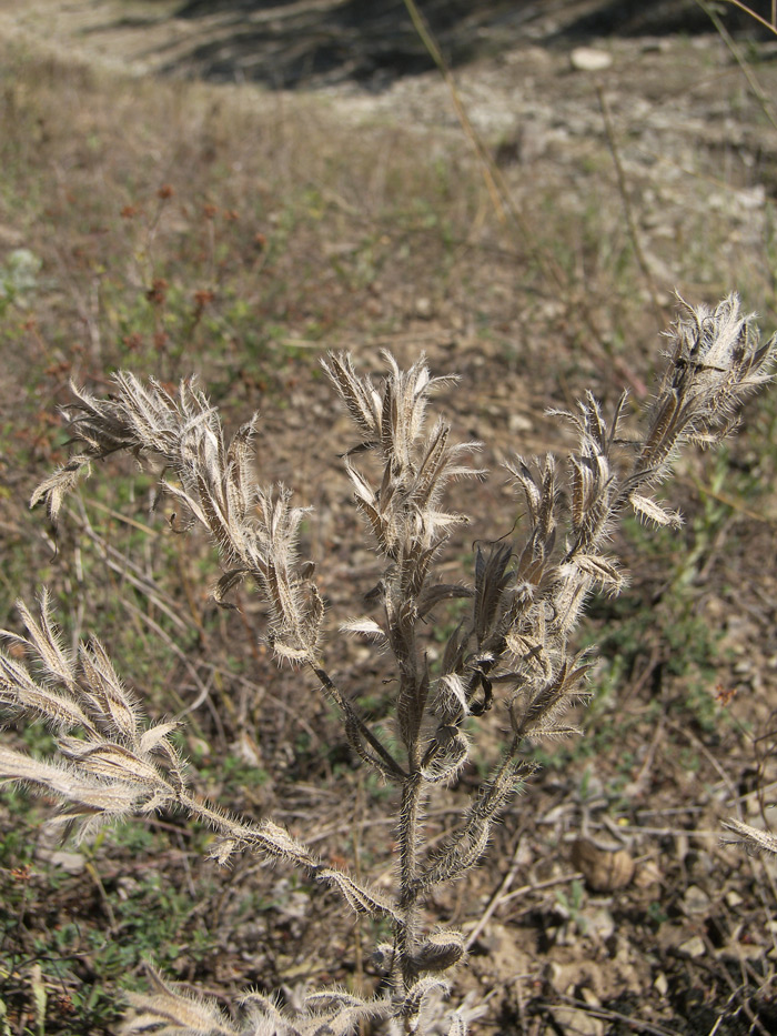 Изображение особи Onosma dichroantha.