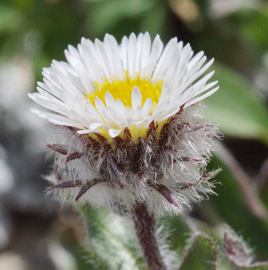 Image of Erigeron uniflorus specimen.