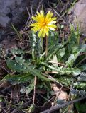 Taraxacum cyprium