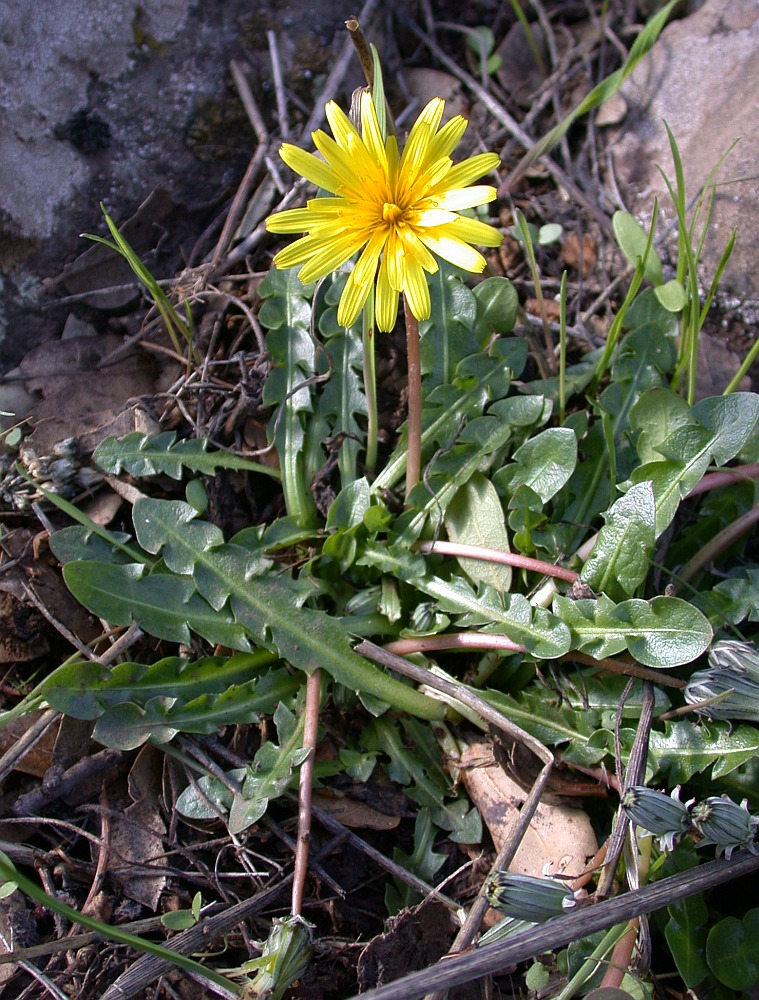 Image of Taraxacum cyprium specimen.