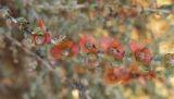 Salsola vermiculata. Часть веточки с плодами. Израиль, г. Беэр-Шева, пустырь. 16.12.2012.