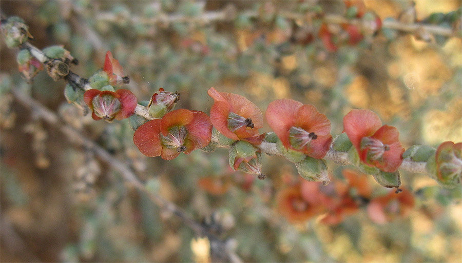 Изображение особи Salsola vermiculata.