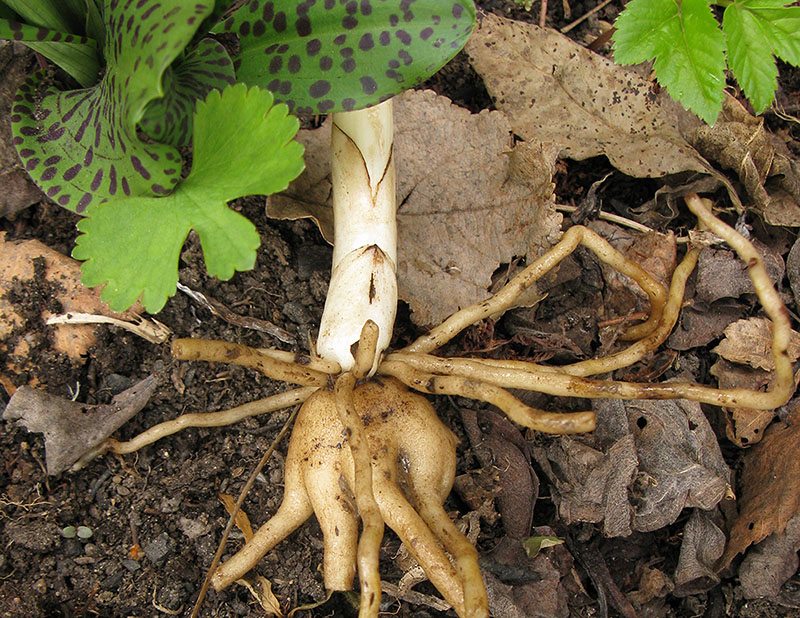 Изображение особи Dactylorhiza fuchsii.