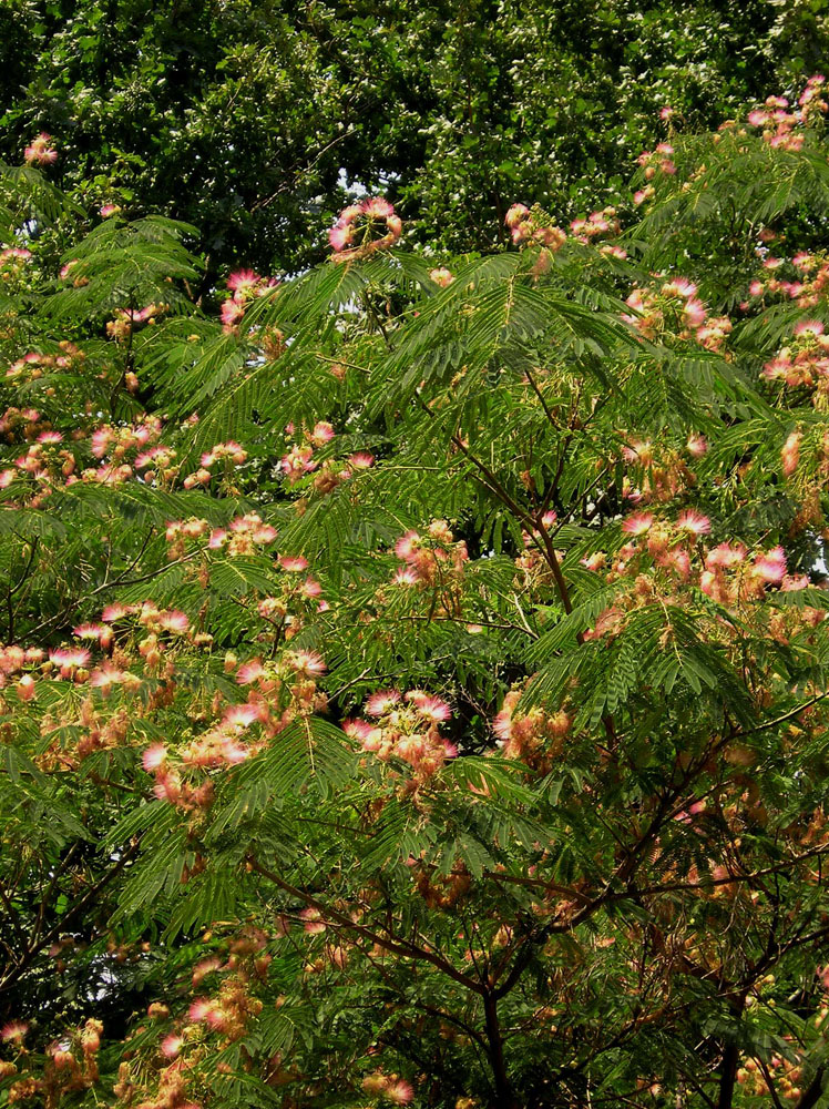 Изображение особи Albizia julibrissin.