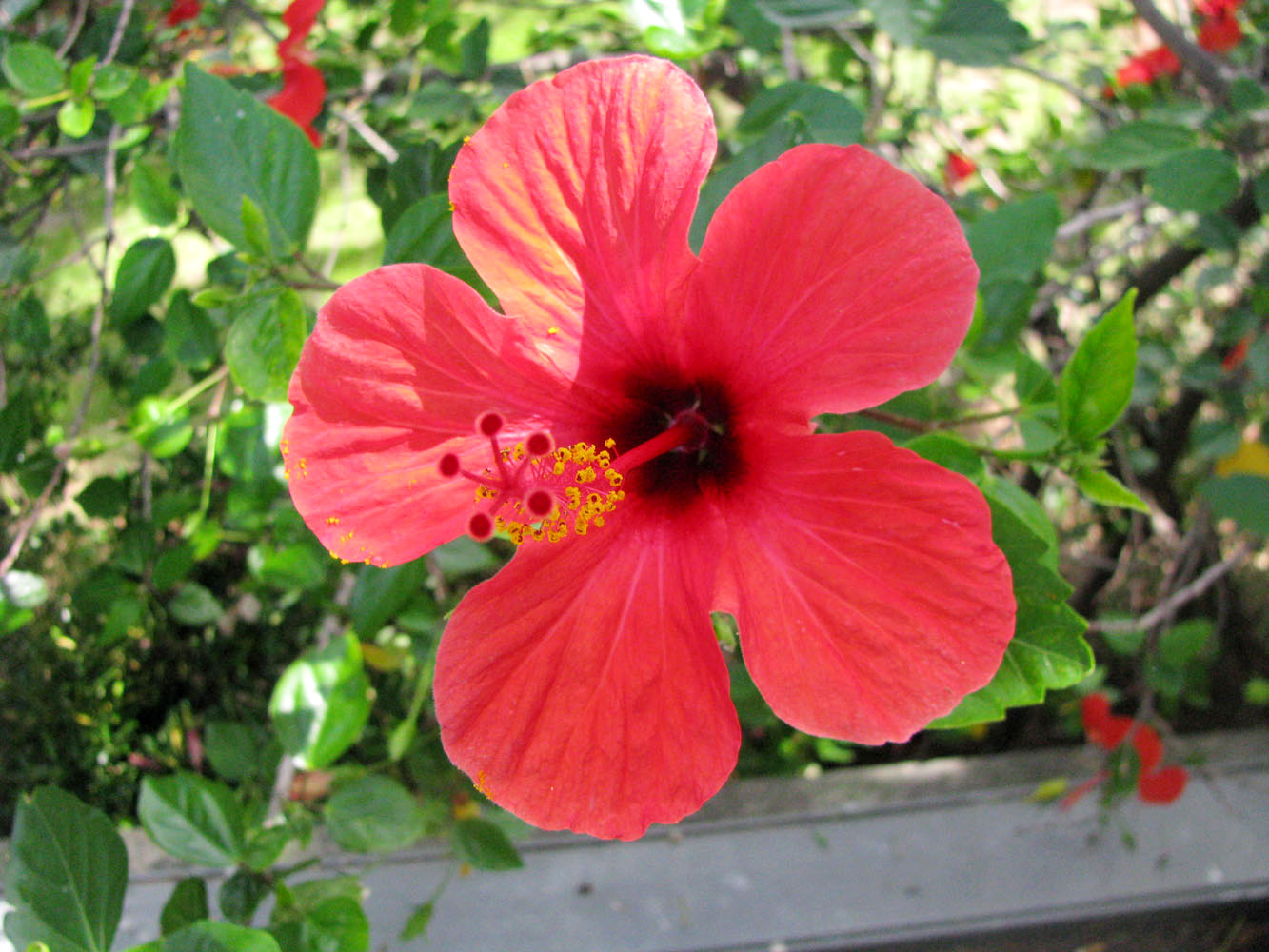 Image of Hibiscus rosa-sinensis specimen.