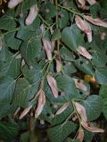 Tilia cordifolia. Ветвь с соплодиями. Узбекистан, г. Ташкент, пос. Улугбек. 28.09.2012.