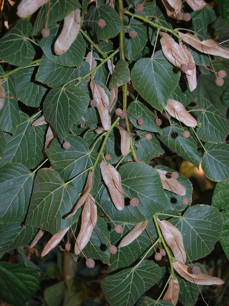 Image of Tilia cordifolia specimen.