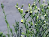 Conyza canadensis