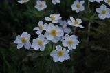 Anemonastrum fasciculatum. Цветки. Карачаево-Черкесская Республика, Карачаевский р-н, верховья ущелья Муруджу. 20.07.2012.