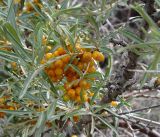 Hippophae rhamnoides. Часть ветви с плодами. Кыргызстан, южный берег озера Иссык-Куль, дорога к Мёртвому озеру. 09.08.2011.