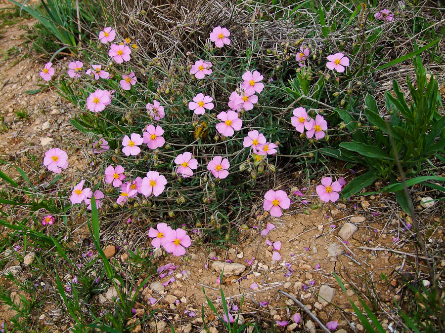 Изображение особи Helianthemum vesicarium.