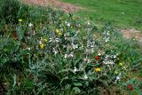 Phlomoides impressa