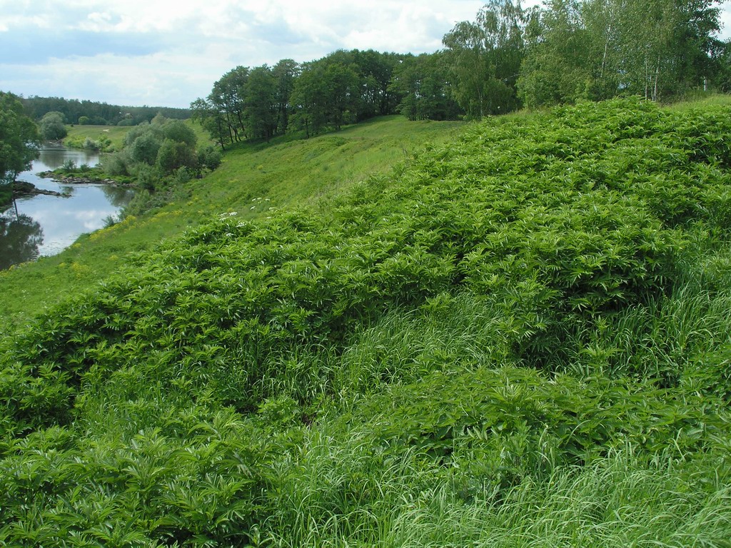 Изображение особи Sambucus ebulus.