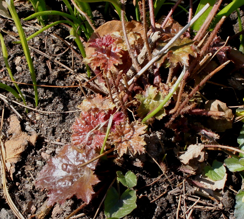 Image of Heuchera micrantha specimen.