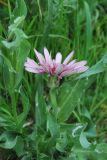 Tragopogon malikus