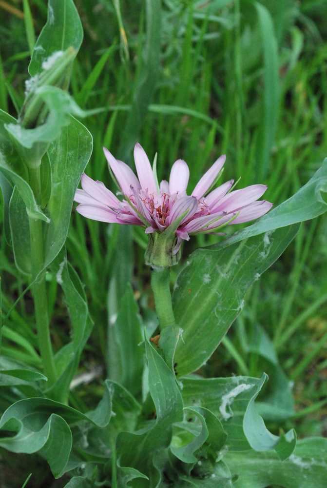 Image of Tragopogon malikus specimen.