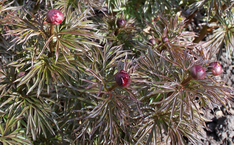 Изображение особи Paeonia &times; smouthii.