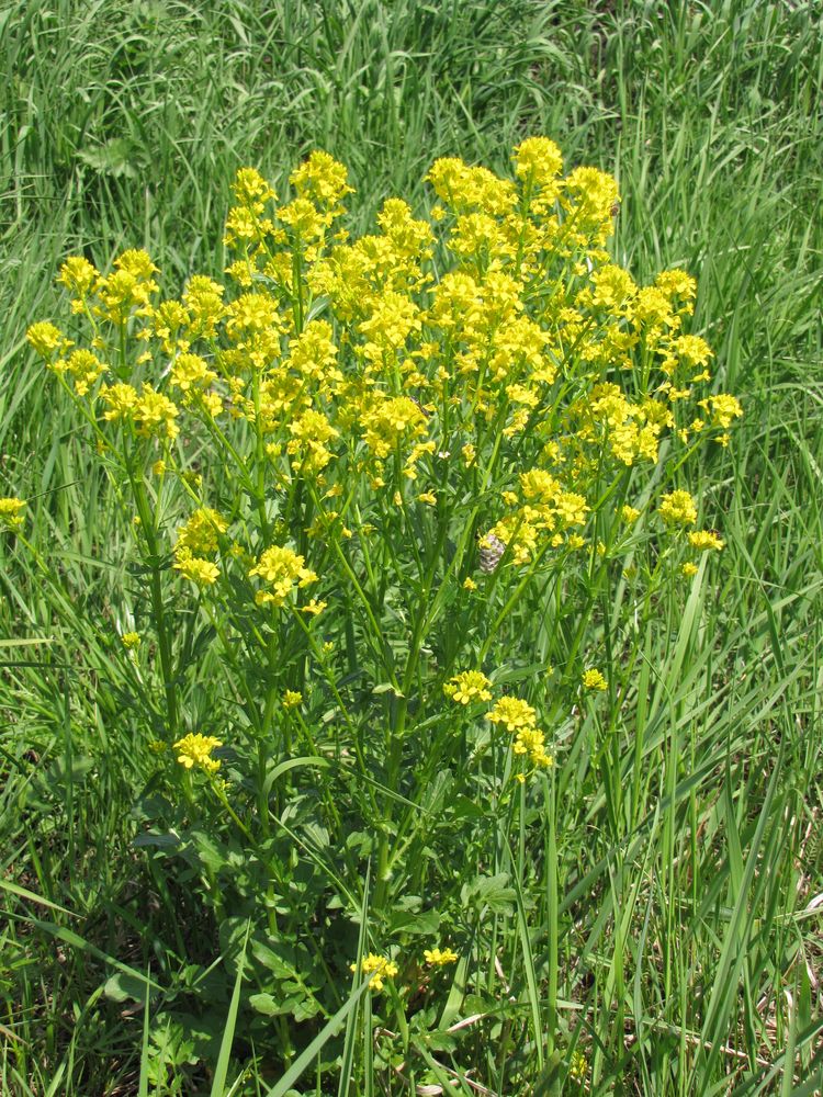 Image of Barbarea vulgaris specimen.