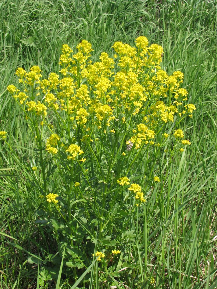 Изображение особи Barbarea vulgaris.