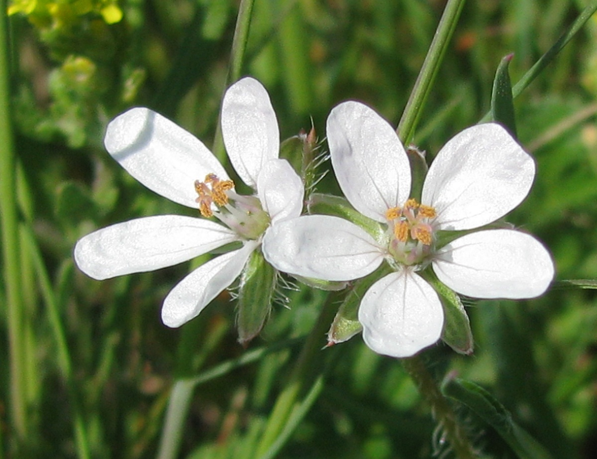 Изображение особи Erodium cicutarium.