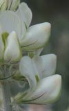 Hedysarum smirnovii