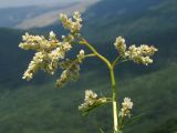 Aconogonon alpinum. Соцветие. Крым, ЮЗ склон Демерджи, гора Пахкал-Кая. 7 июня 2013 г.