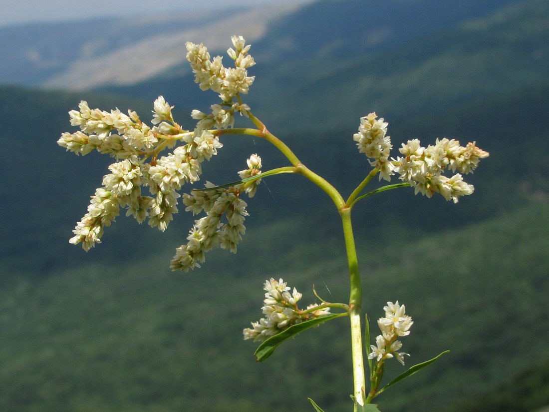 Изображение особи Aconogonon alpinum.