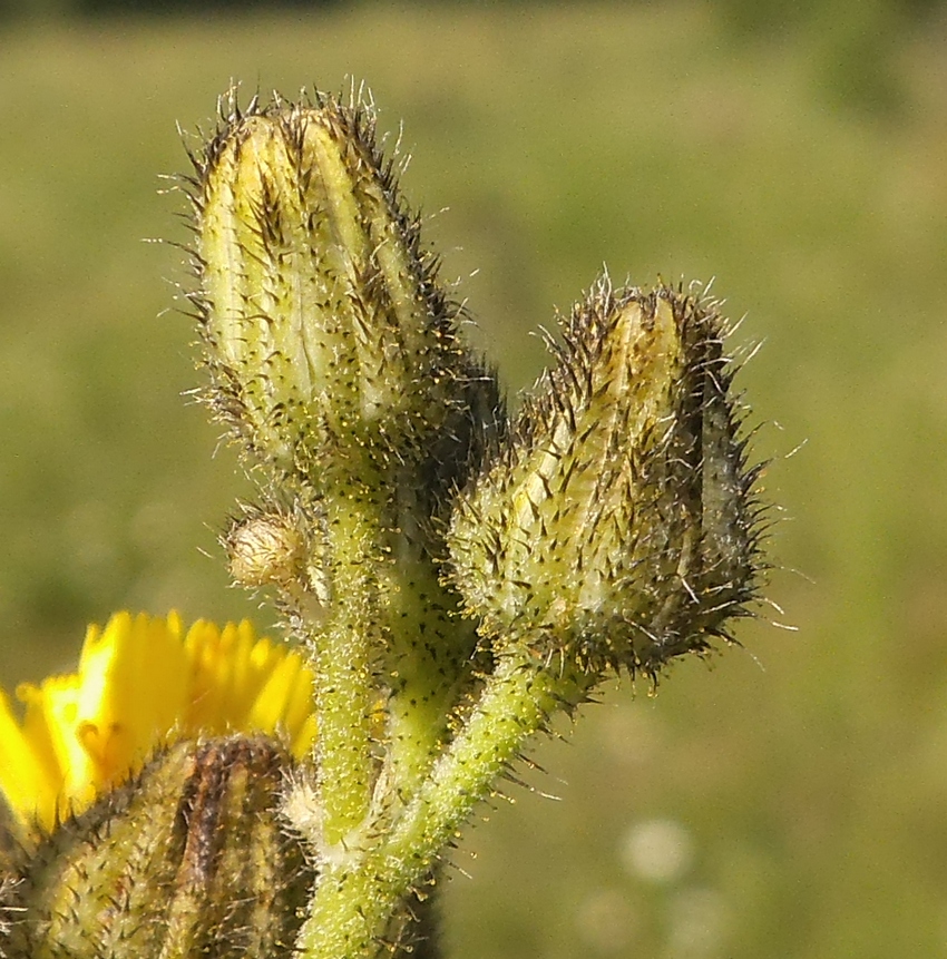 Image of genus Pilosella specimen.